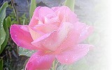 Fragrant Lady Rose